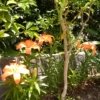 Thumbnail of related posts 009