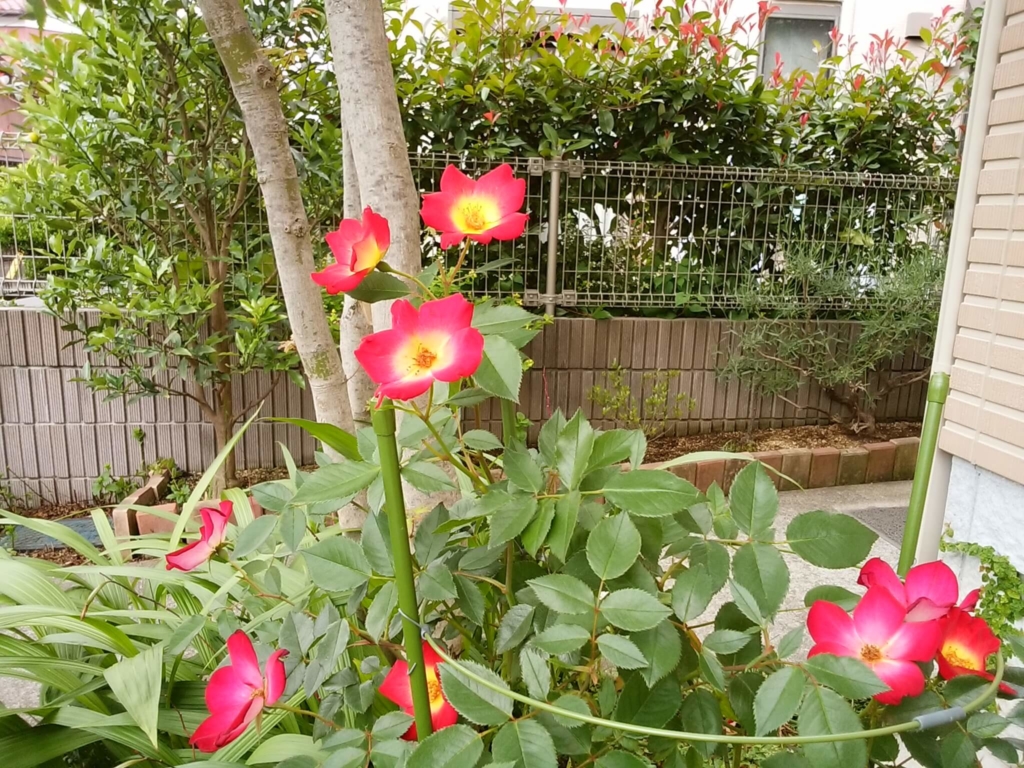 令和元年6月1日，庭のバラがきれいに咲いた