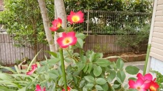 令和元年6月1日，庭のバラがきれいに咲いた