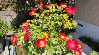 Thumbnail of post image 054