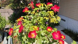 Thumbnail of post image 126